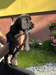 Cocer Spaniel piesek