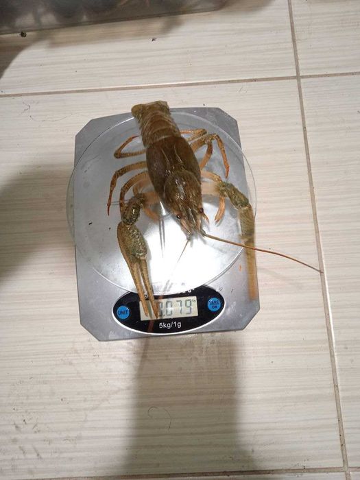 Рак 50-70 г недорого з доставкою по місту і області