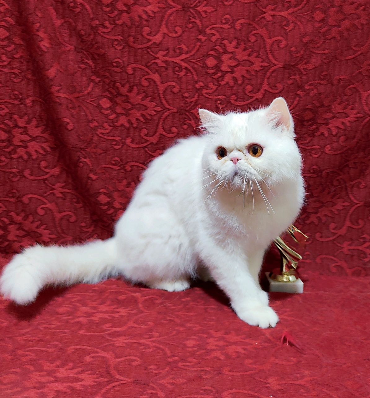 Підрощений екзотичний котик.