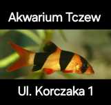 Bocja wspaniała  ul Korczaka 1 Akwarium Tczew ryba na ślimaki