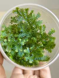 Selaginella Uncinata Селагінелла / Peacock moss