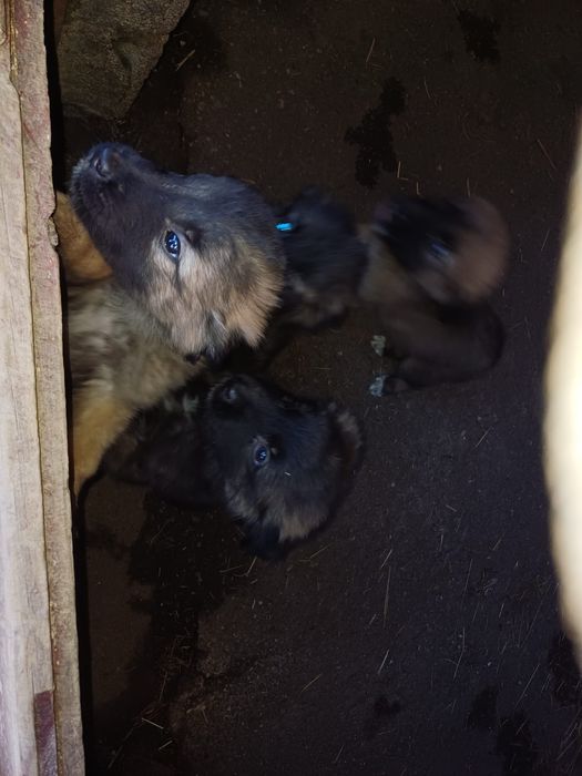 Cachorros serra da estrela