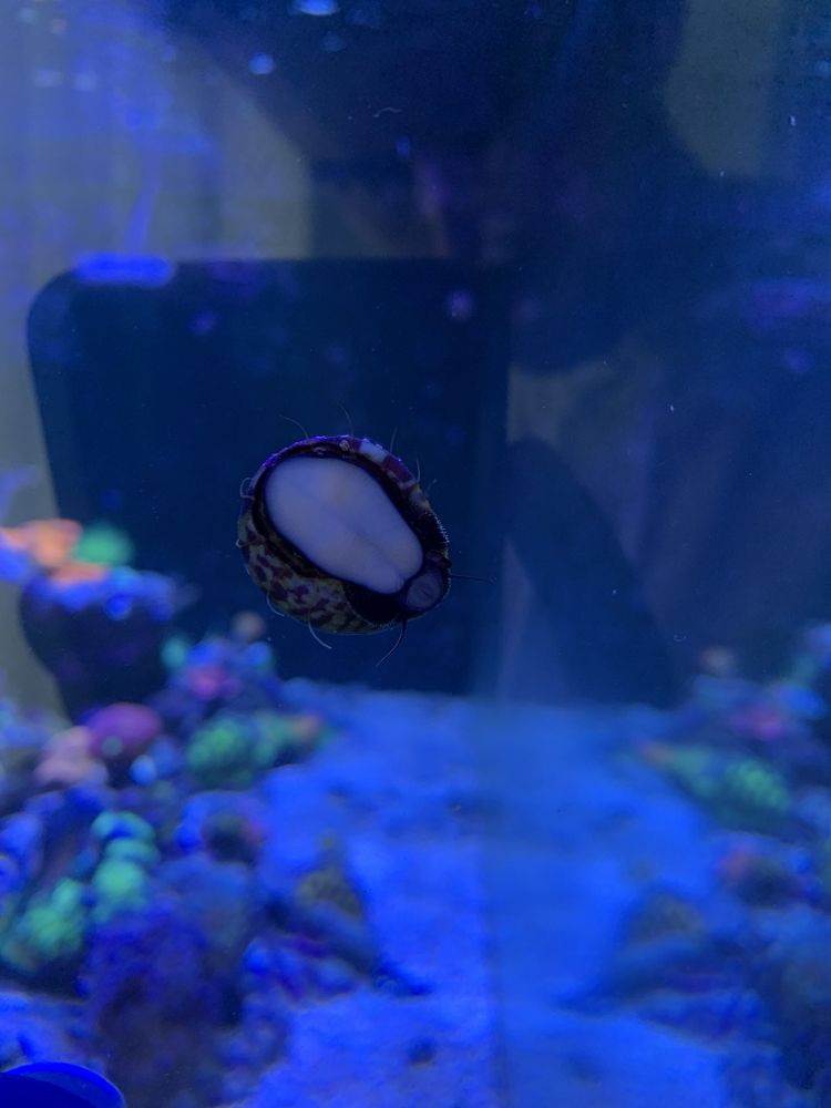 Trochus Histrio caracol agua salgada