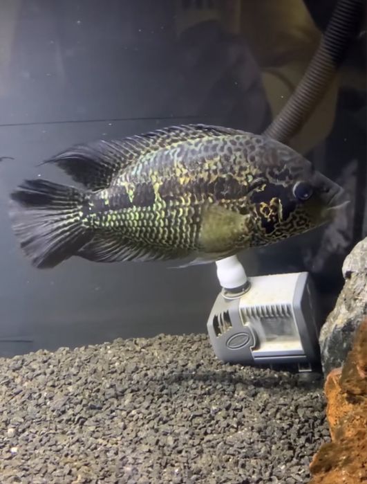 Jaguar entre 10 a 12 centimetros