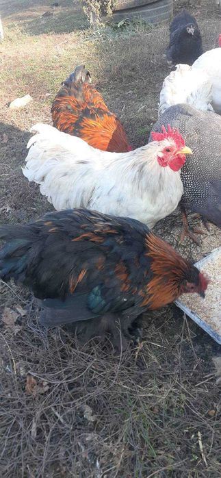 Кохинхины карликовые петухи