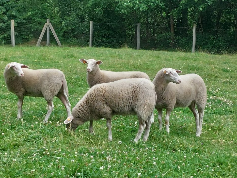 Owca   mleczna lacon sprzedam