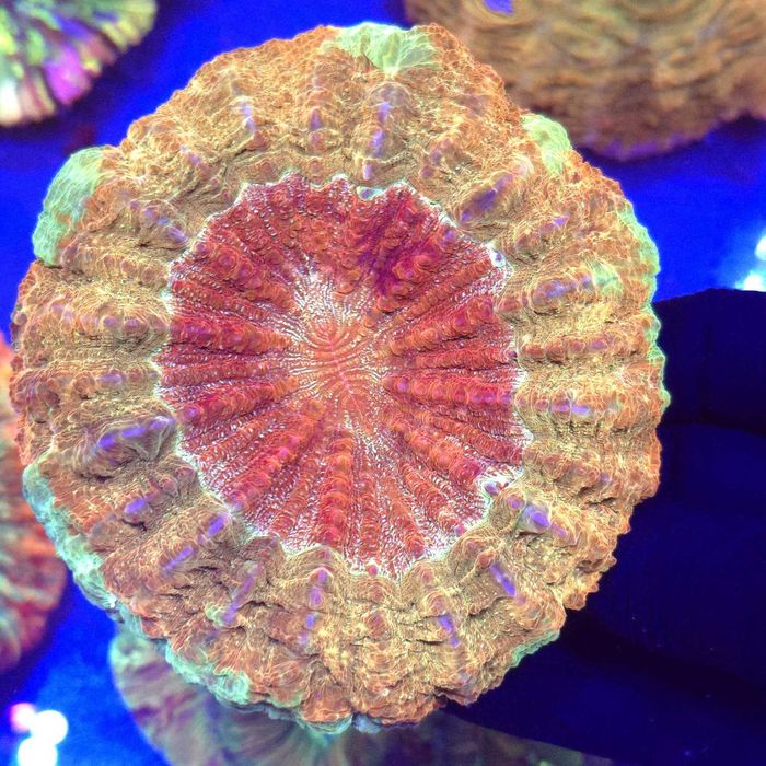 Acanthophyllia Rainbow WYSIWYG #3