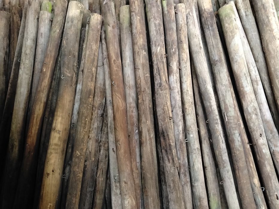 Paus tratados Baratos