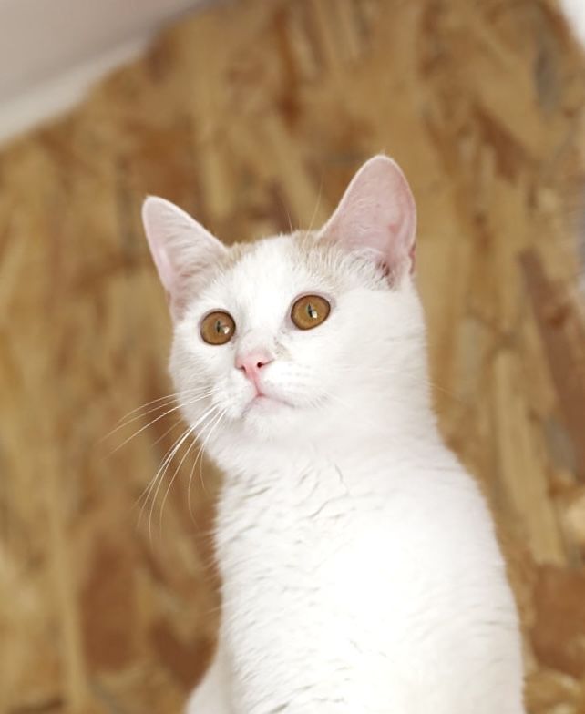 Шикарная кошка Аля. 1 год, очень красивая