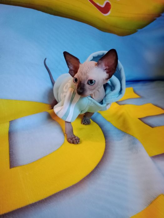 Сфінкс хлопчик  Канадець резинка