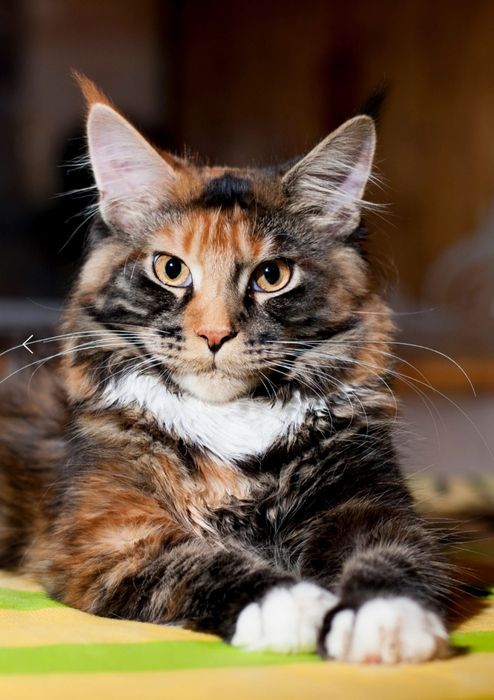 Гарни мейнкун кошенята