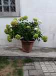 Planta Hortência