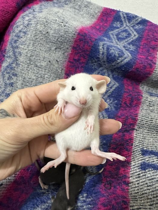 Пацюк криса щур пацюки