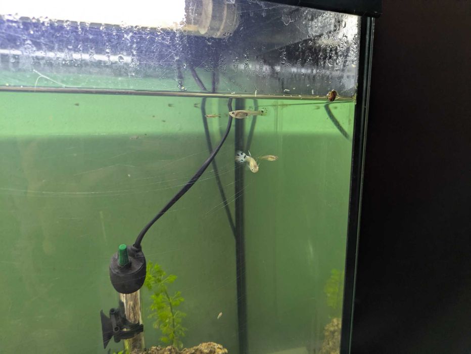 Vendo peixes de água quente