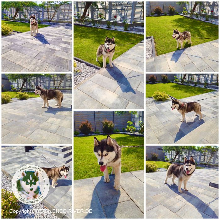 Niebieskooki szczeniak Siberian Husky międzynarodowy rodowod FCI ZKwP