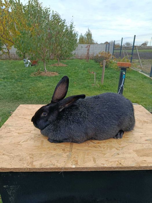 Продам кролів Самки Полтавське срібло