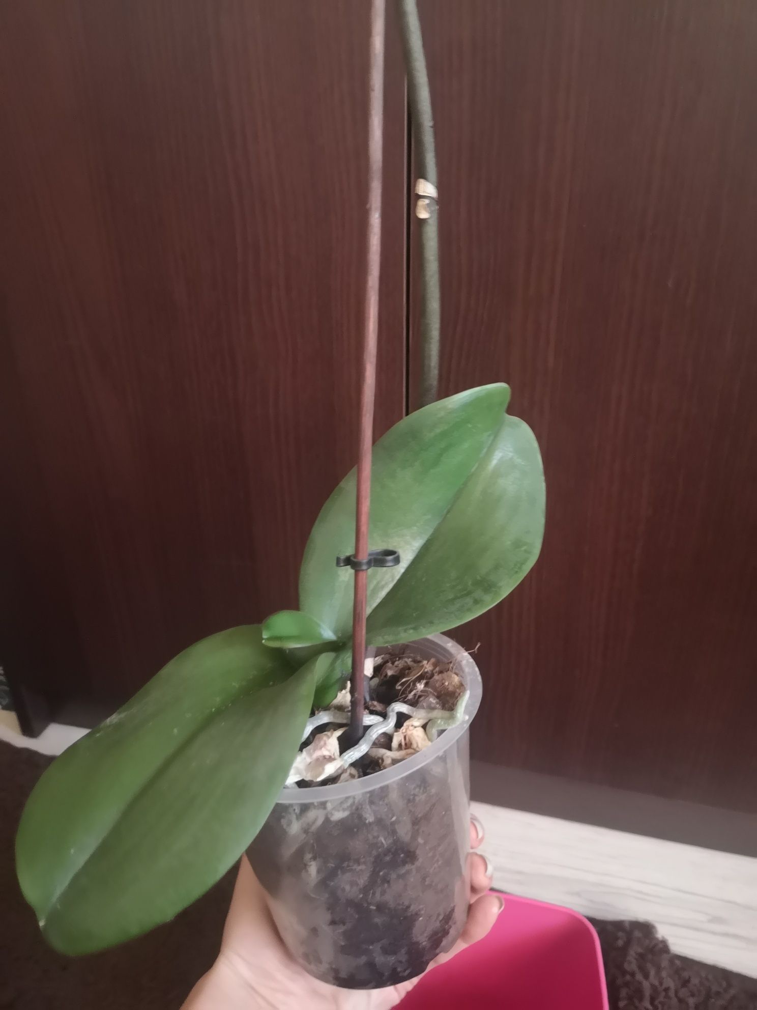 Storczyk orchidea