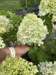 Hortensja hortensje Anabelle Strong Vanilla Fresh ogrodowe ogrodowa
