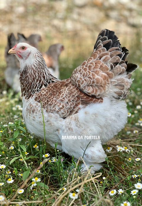 BRAHMA SALMÃO NEGRO / AZUL ( OVOS )