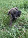 Cane corso suczka odbior poczatek wrzesnia