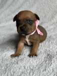 Staffordshire Bull Terrier - dostępna ruda suczka Staffik