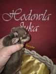 *** Chihuahua czekoladowy piesek Porsche  ***