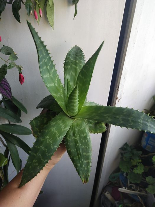 Алое.             .                  .