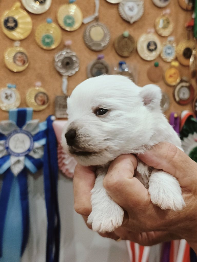 West highland white terrier - suczka - ZKwP/FCI.