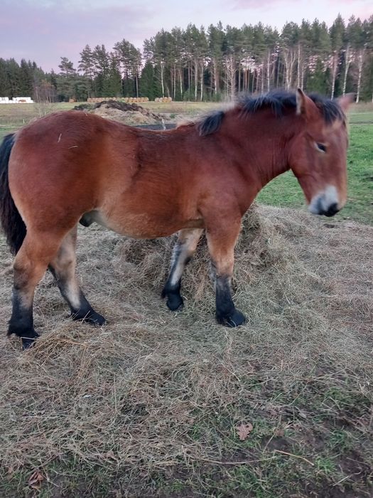 Sprzedam 2 ogierki 1 źrebowke
