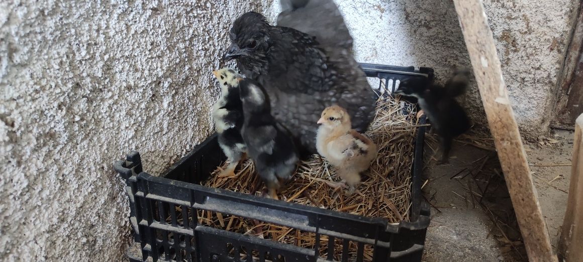Frango Brahma, e outras raças