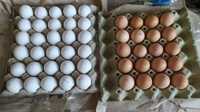 Опт и розница Инкубационное яйцо мясо-яичных кур