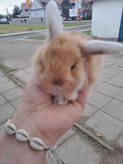 Królik mini lop, minaturka