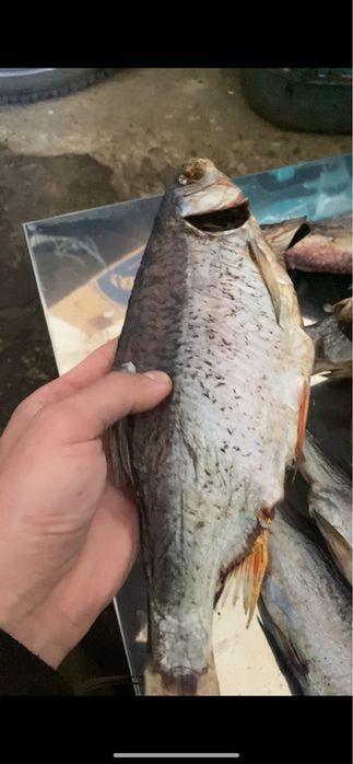 Тарань,Судак,Окунь,Лещ,Оптовые цены на розницу