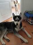 Oddam Syberian husky oraz łajka zachodniosyberyjska