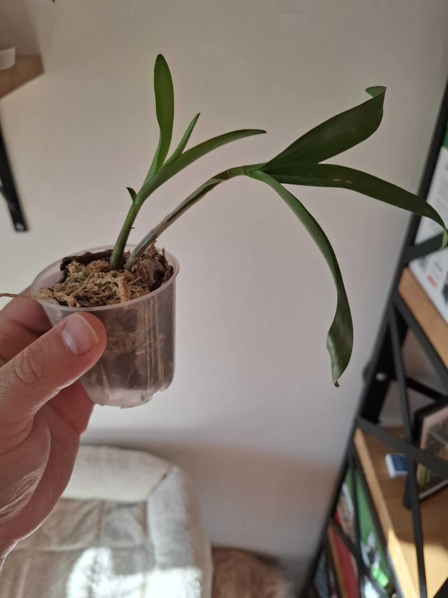Storczyk dendrobium "Berry Oda"