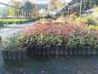 FOTINIAS, LAUROS, Tuia , Plantas, Jardim