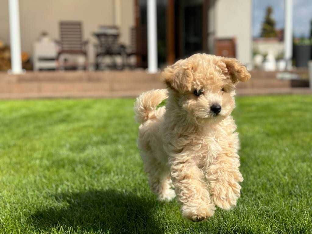 Maltipoo sunia po rodzicach FCI