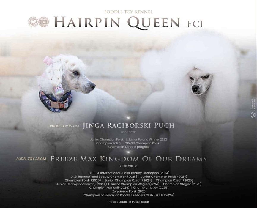 Pudel toy bialy ZKWP/FCI - zapraszam do rezerwacji/ Wrocław