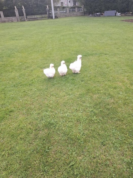 Kury silki jedwabiste kury czubate