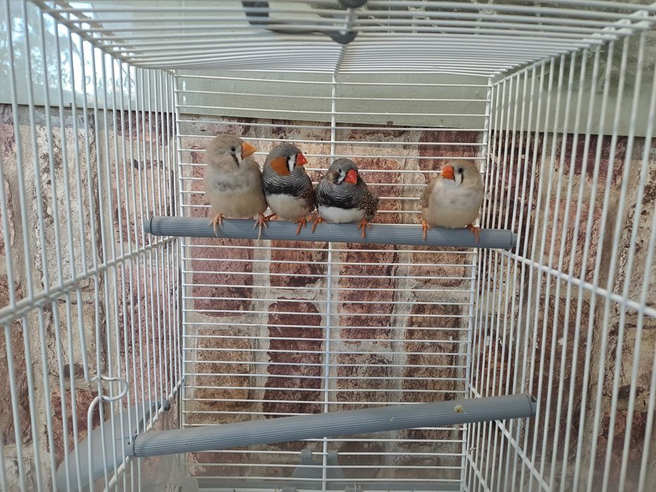 zeberki zeberka papużki