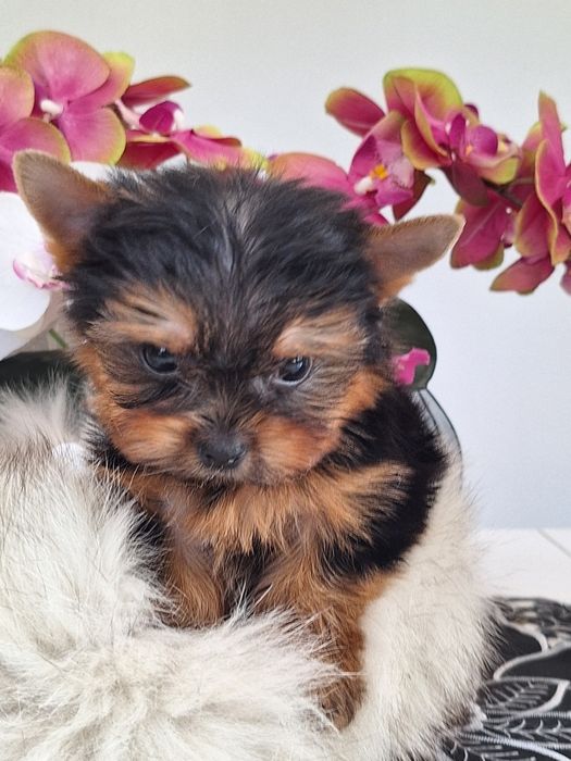 Yorkshire terrier mini mini z rodowodem odbioru ok.15 października