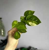 Epipremnum global green sadzonka wyjątkowe wybarwienie pothos