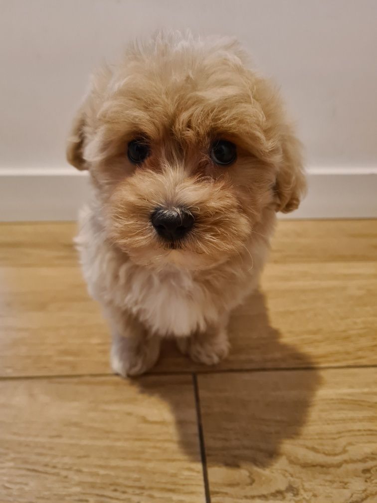 Maltipoo chłopczyk!