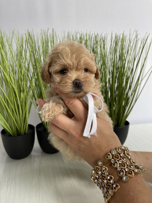 VIP Мальтипу F1 — Пухнасті дівчатка та хлопчик хочуть до вас