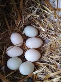 Jaja lęgowe perlicze i kacze