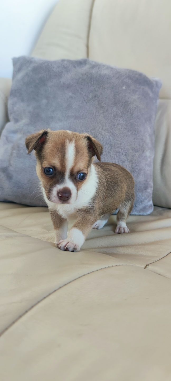 Chihuahua macho de pêlo curto