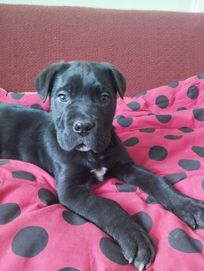 cane corso szczeniak