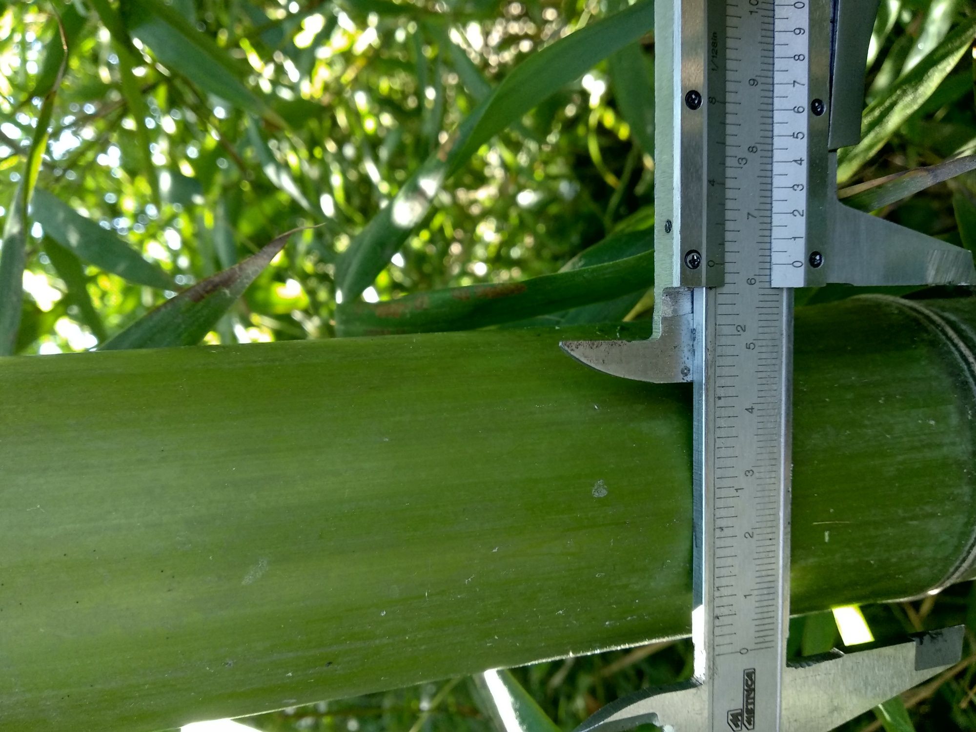 Canas de Bamboo ou Raízes em Vaso - Bambu c todos tamanhos ou alturas