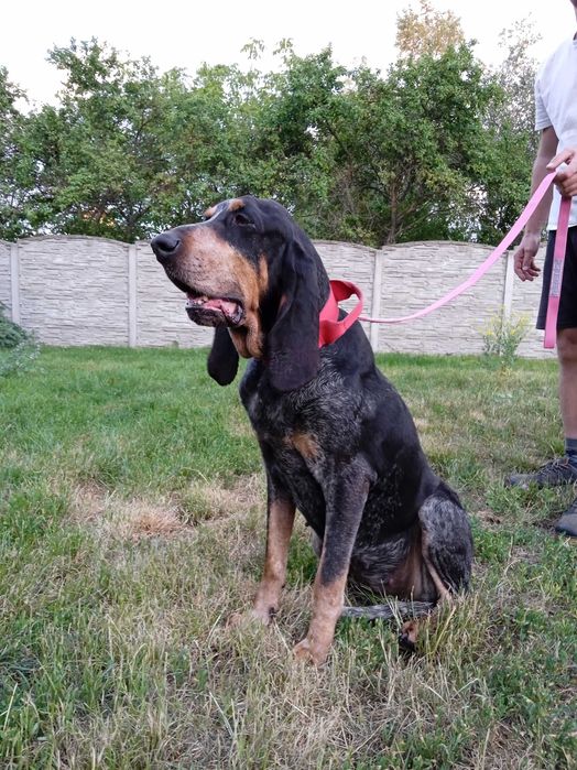 Duży Gończy Gaskoński jak Bloodhound i Bracco italiano ZKwP FCI