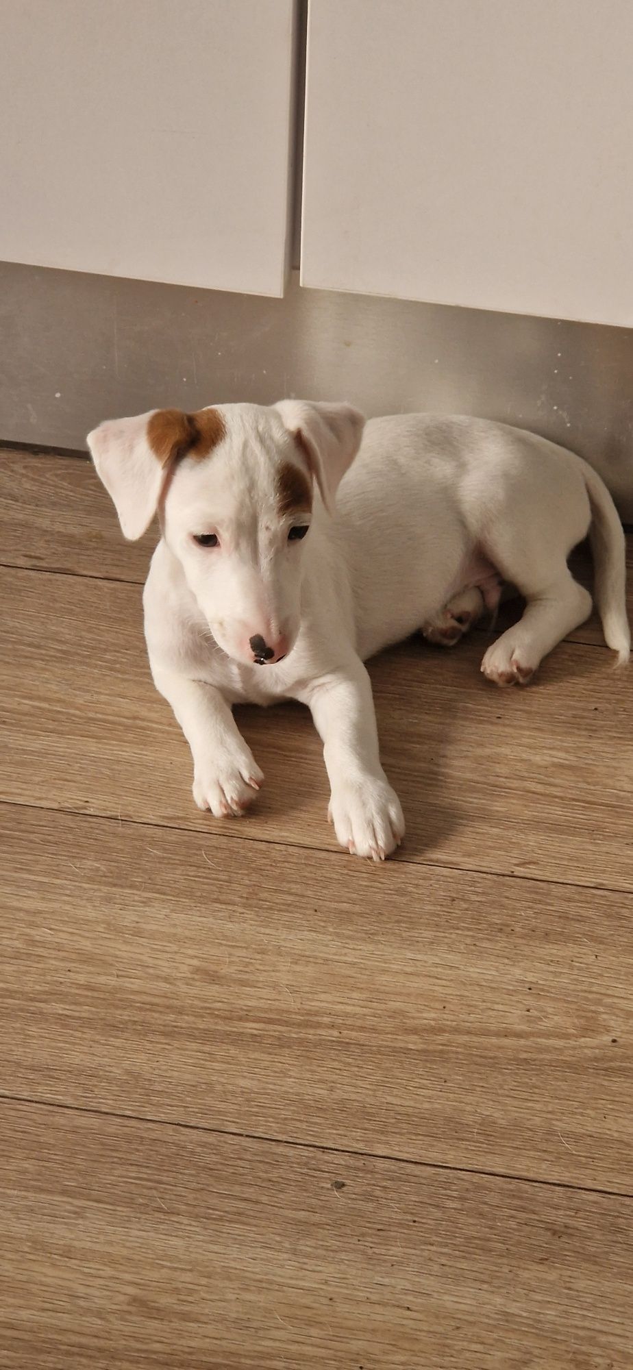 Jack Russell Terrier